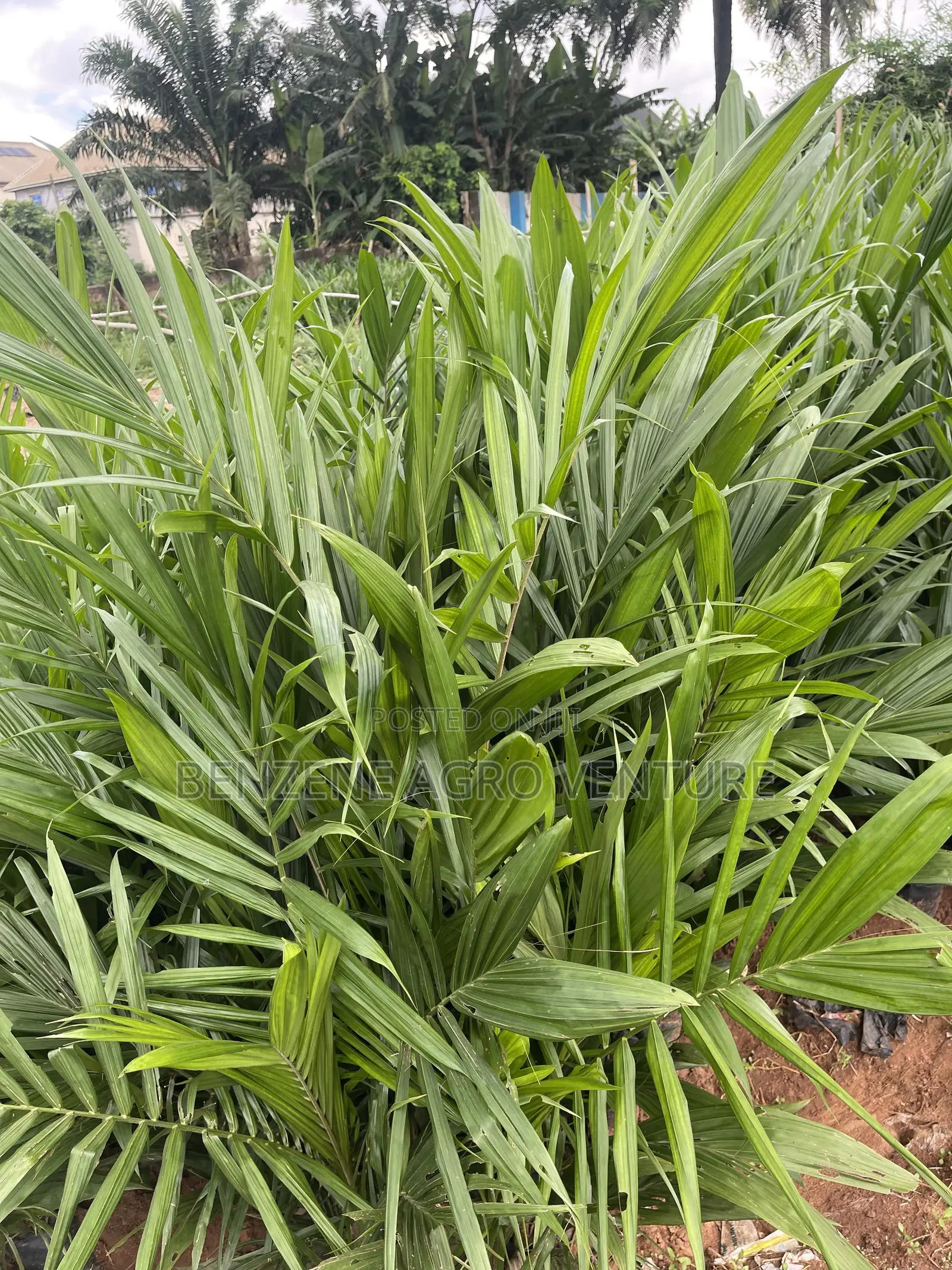 Palm Seeds and Seedling