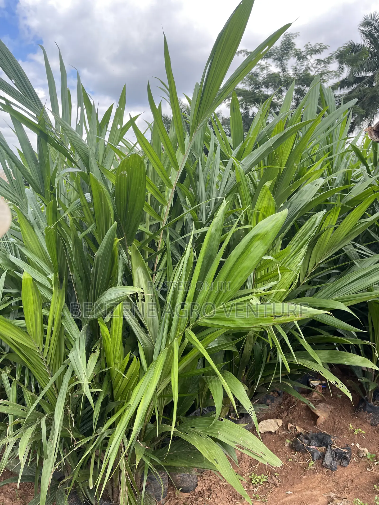 Palm Seeds and Seedling
