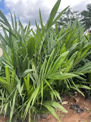 Palm Seeds and Seedling