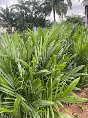 Palm Seeds and Seedling