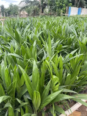 Palm Seeds and Seedling