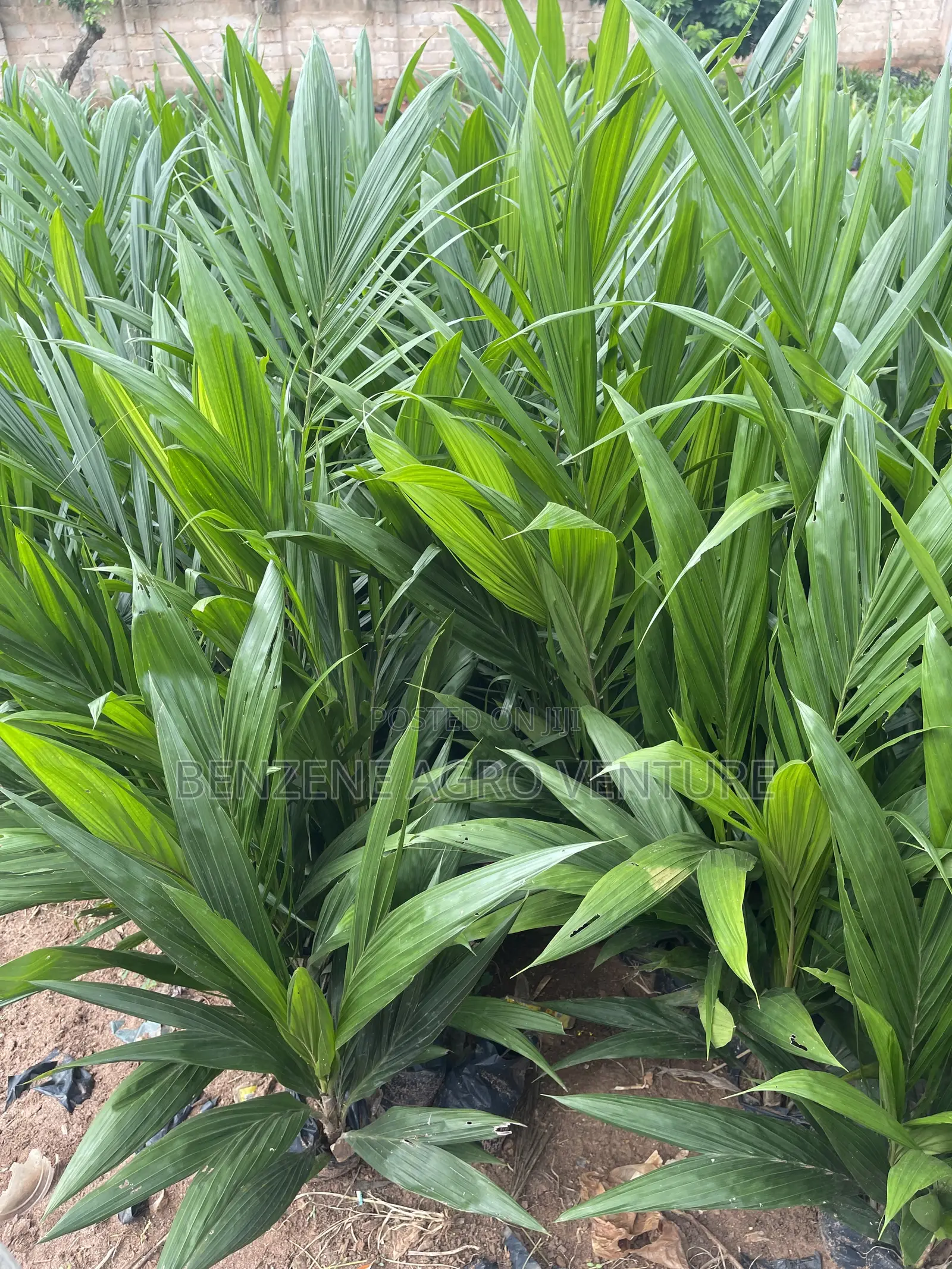 Palm Seeds and Seedling