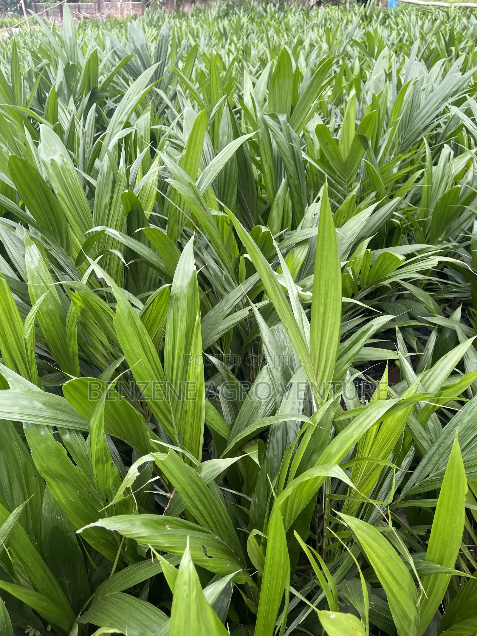 Palm Seeds and Seedling