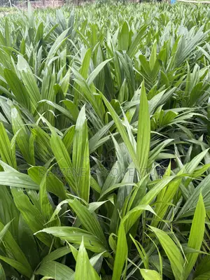 Palm Seeds and Seedling