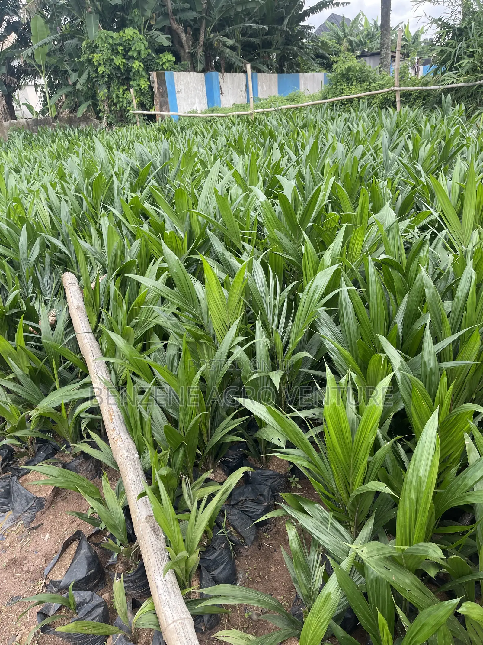 Palm Seeds and Seedling