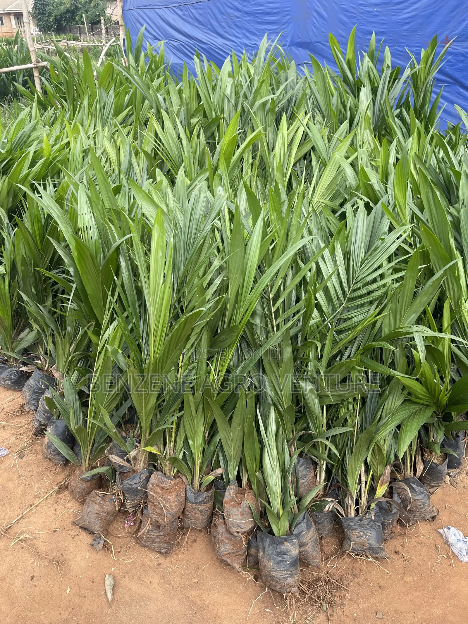 Palm Seeds and Seedling