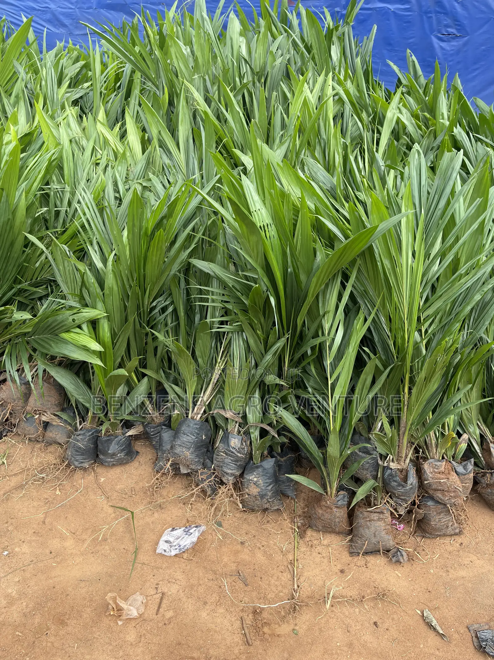 Palm Seeds and Seedling