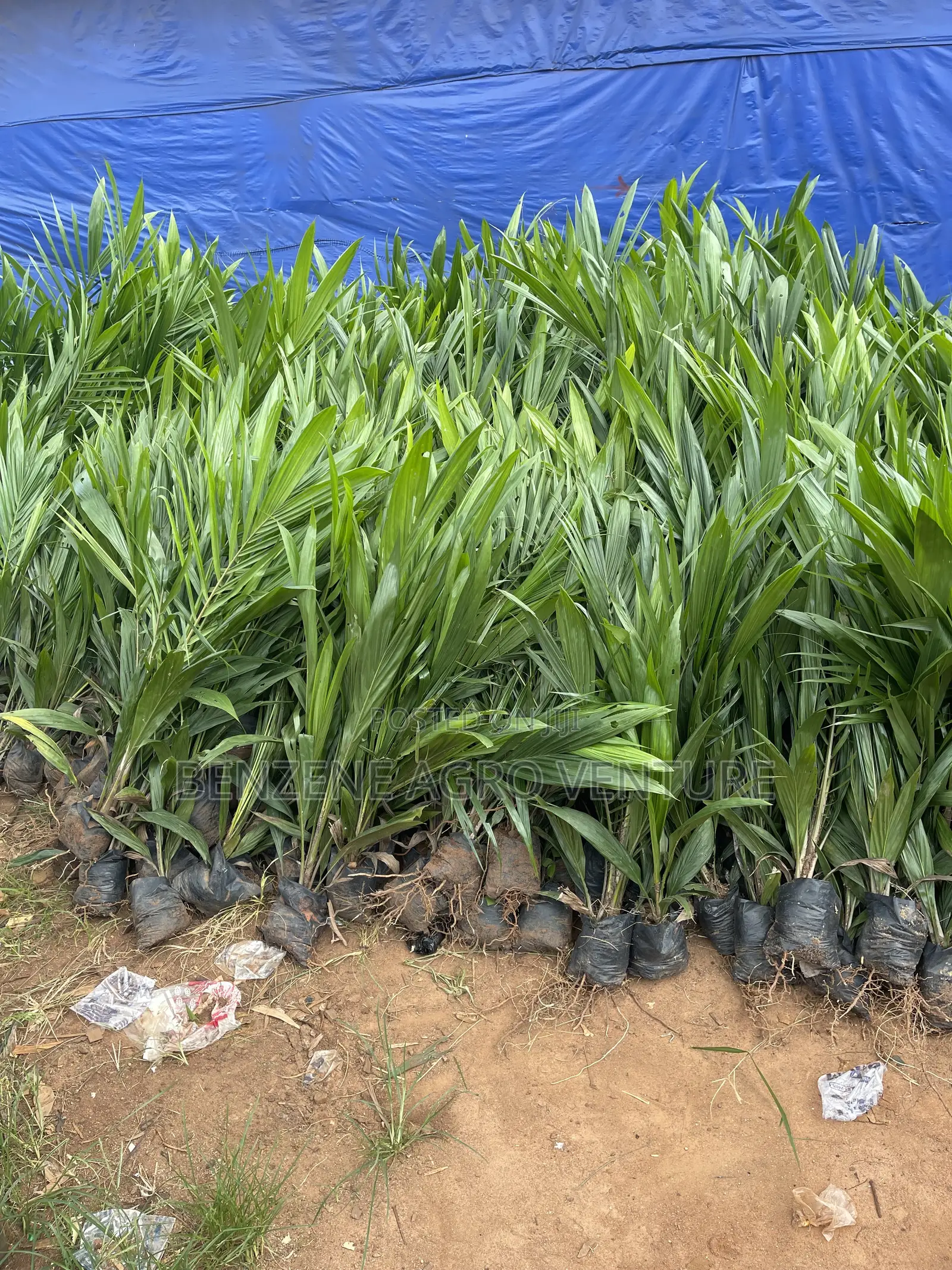 Palm Seeds and Seedling