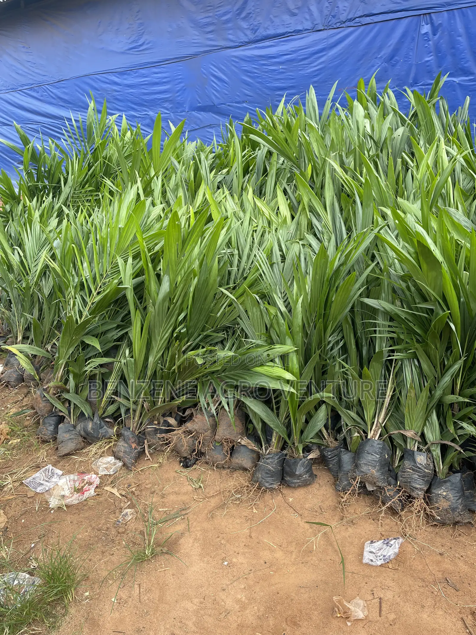 Palm Seeds and Seedling