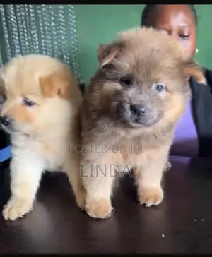 1-3 months Female Purebred Chow Chow