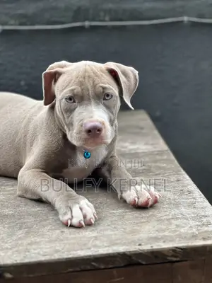 1-3 months Male Purebred American Bully