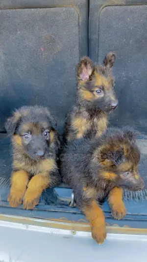 1-3 months Female Purebred German Shepherd