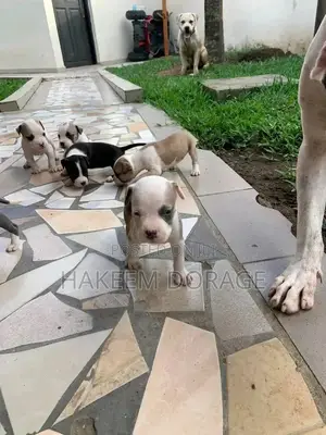 1-3 months Male Purebred American Pit Bull Terrier