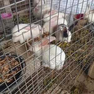 Rabbits for Breed , Meat and Pets