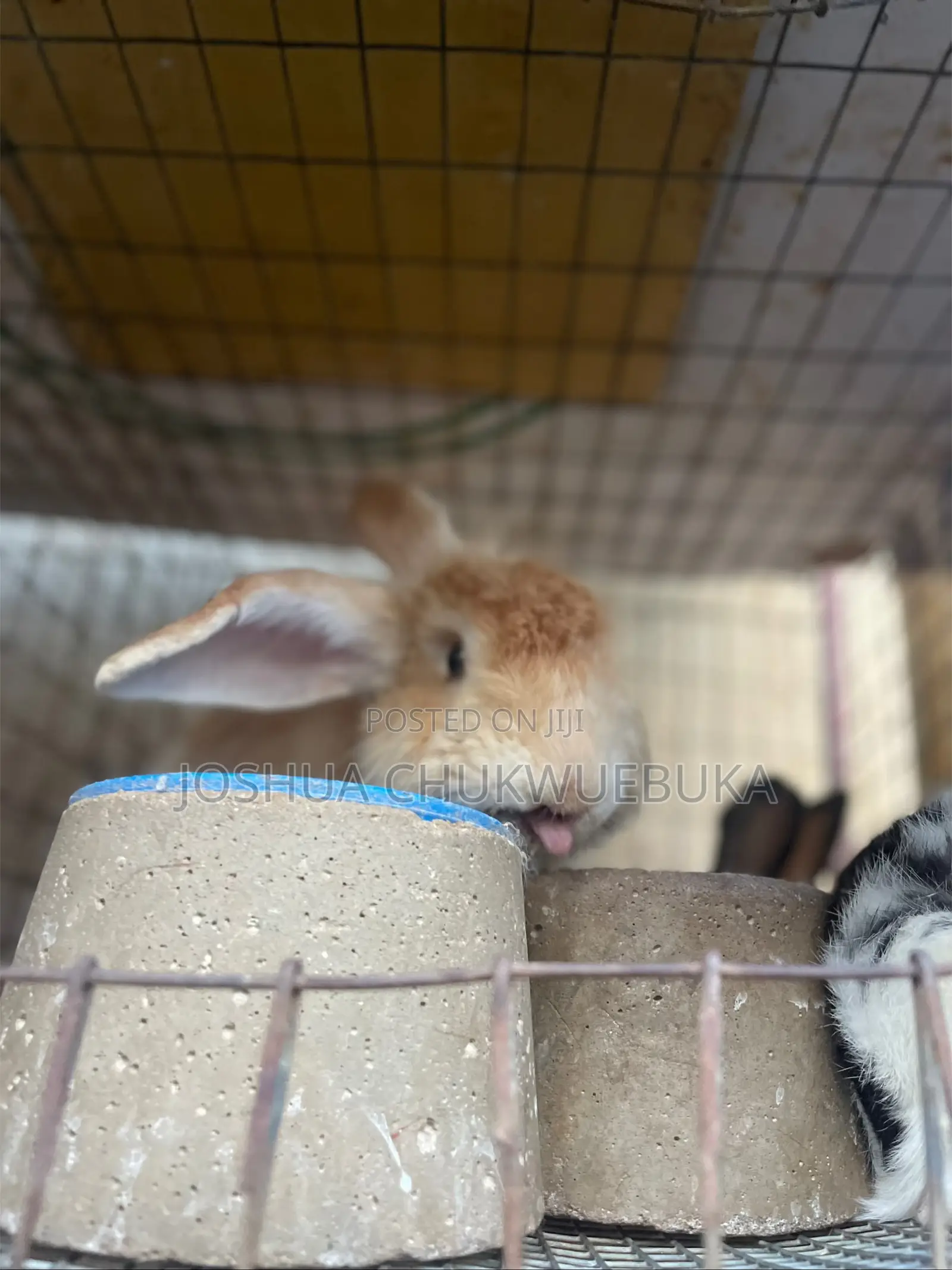 Pet Angora