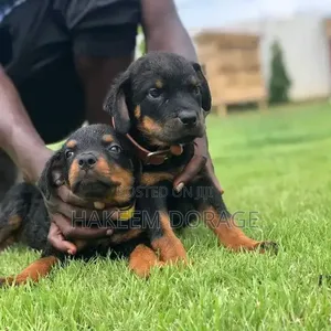 1-3 months Male Purebred Rottweiler