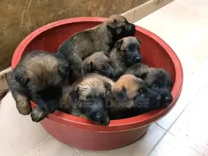 1-3 months Male Purebred Belgian Malinois