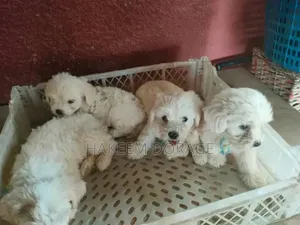 1-3 months Male Purebred Poodle