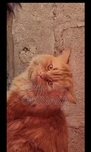 1+ year Male Purebred Persian