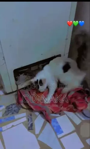 3-6 months Male Purebred Turkish Angora