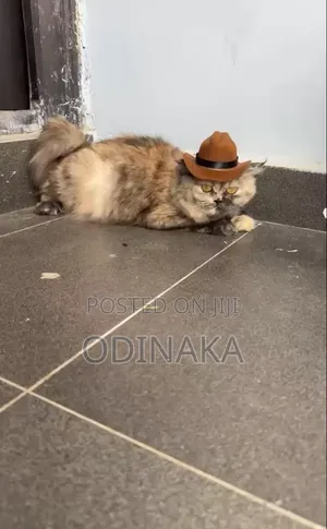 6-12 months Female Purebred Persian