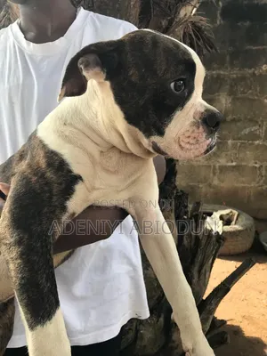 3-6 months Male Purebred American Bulldog