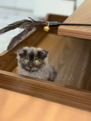 1-3 months Female Mixed Breed Scottish Fold