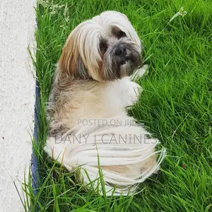 1-3 months Female Purebred Lhasa Apso