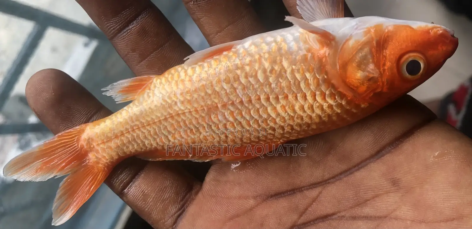 Orange Goldfish