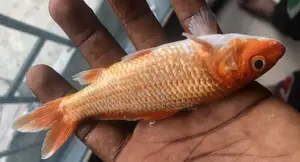 Orange Goldfish