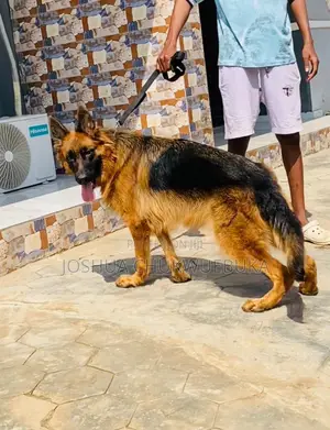 1+ year Female Purebred German Shepherd
