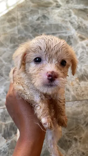 1-3 months Female Purebred Lhasa Apso