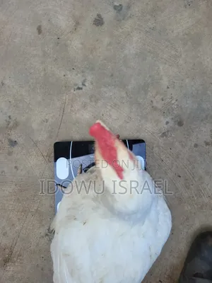 Broiler Chicken