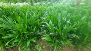 Best Supergen Oil Palm Seedlings for Profitable Plantation Farming