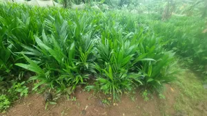Affordable Supergen Palm Seedlings With Long Lifespan Yield