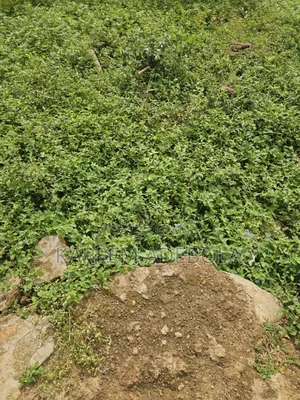 Residential Land at Awuse Estate Opebi Ikeja Lagos