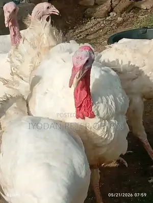 Imported Turkey for Sale