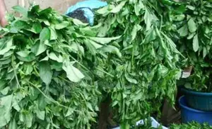 Bags of Fresh Port Harcourt and Calaber Ugu Leaves for Sale
