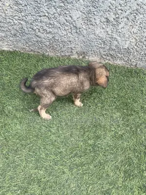 1-3 months Female Purebred Caucasian Shepherd