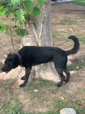 1+ year Female Purebred Labrador Retriever