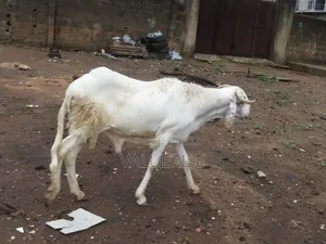 Farm Raised Ileya Ram