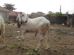 Healthy Ileya Rams