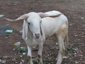 Ileya Ram White