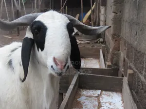 Ileya Ram for Sales