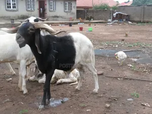 Uda Ram for Ileya
