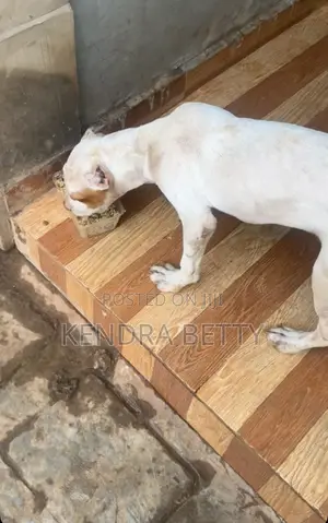 6-12 months Male Purebred American Pit Bull Terrier