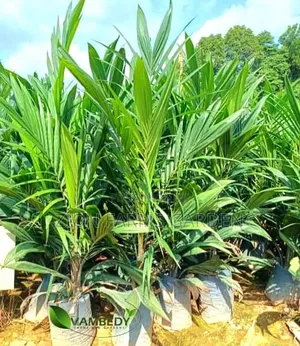 Original Malaysian Supergen Palm Seedlings Available