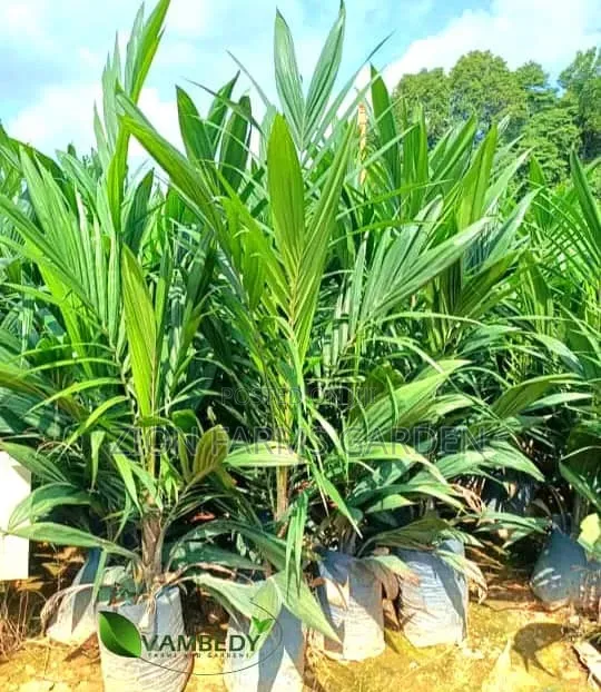 Original Malaysian Supergen Palm Seedlings Available