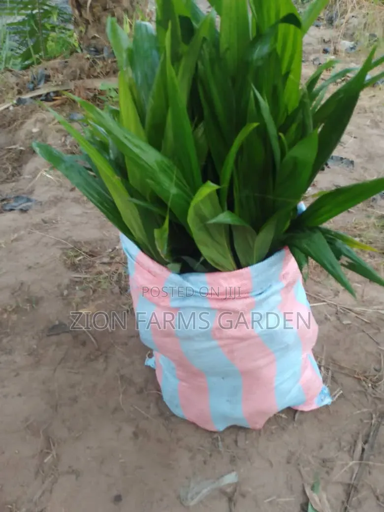 Original Malaysian Supergen Palm Seedlings Available