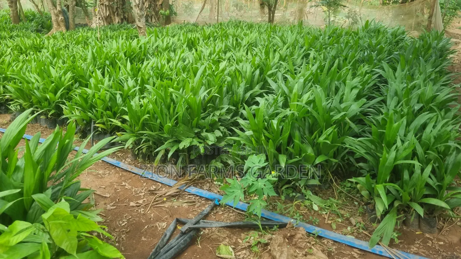 Original Malaysian Supergen Palm Seedlings Available